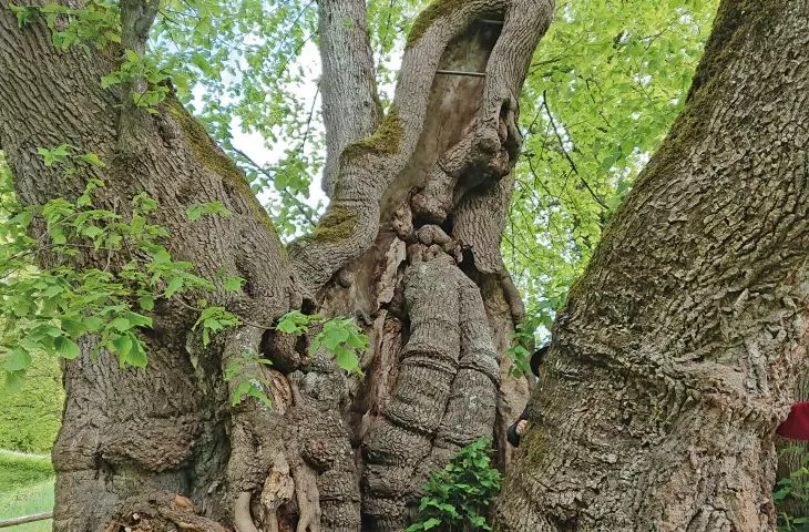 Tassilolinde - a linden tree that grew as early as 1300 years ago, so it is probably about 1400 years old