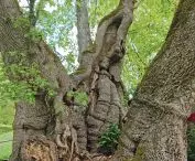Tassilolinde - a linden tree that grew as early as 1300 years ago, so it is probably about 1400 years old