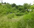 St. Anne's Community Orchard in Nottinghamshire 