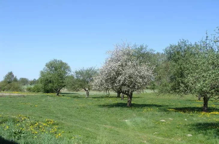 Traditional orchard