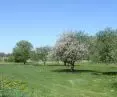 Traditional orchard