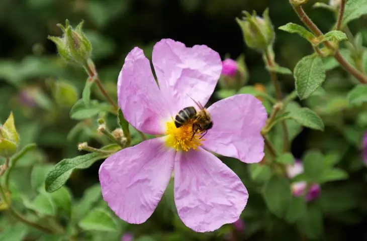 Urban fruit trees support biodiversity