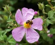 Urban fruit trees support biodiversity