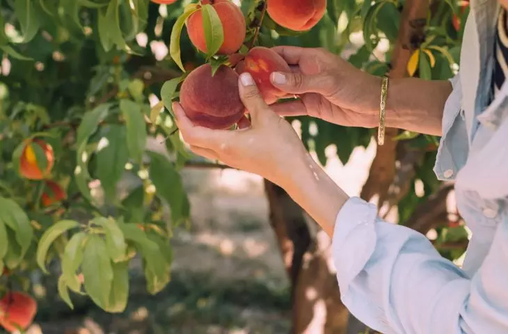 urban orchards also have social functions