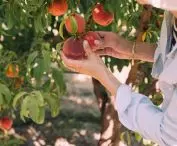 urban orchards also have social functions