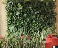 Green moss walls and vertical gardens. A space bathed in greenery