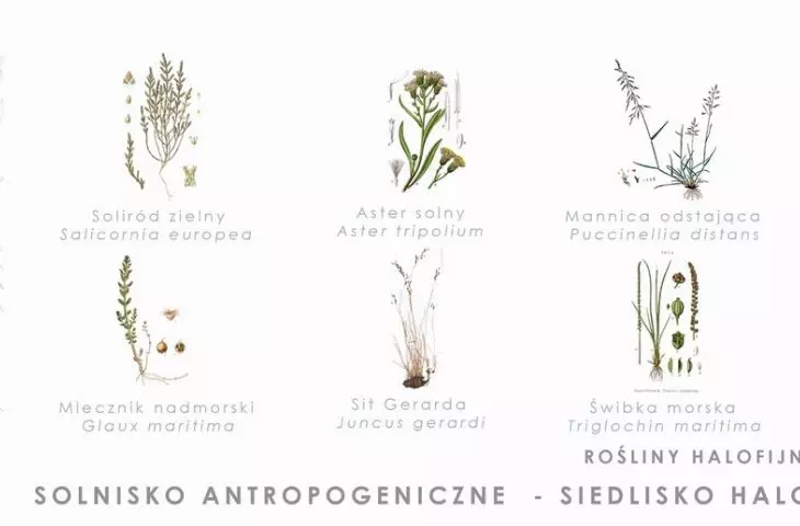 anthropogenic salt marsh
