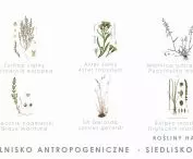 solnisko antropogeniczne