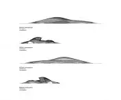 BEEAH headquarters in Sharjah, United Arab Emirates - elevation drawing 
