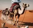 the dogs bark, the caravan goes on