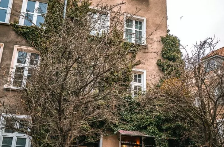 The building is overgrown with common ivy (Hedera helix L) 