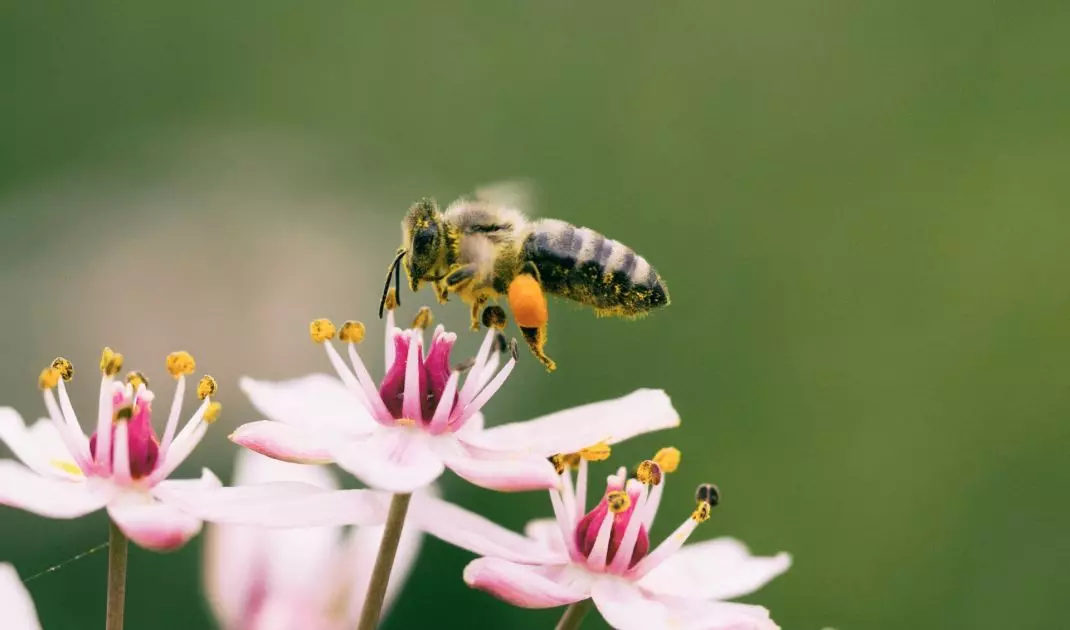 Creating an insect- and animal-friendly garden is an important step toward protecting our wildlife
