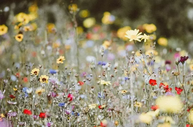 Naturalistic gardens are wildlife-inspired spaces that mimic natural ecosystems