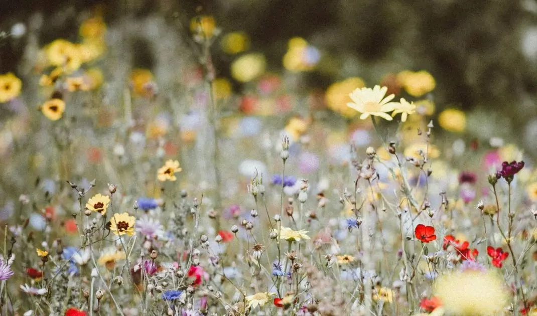 Naturalistic gardens are wildlife-inspired spaces that mimic natural ecosystems