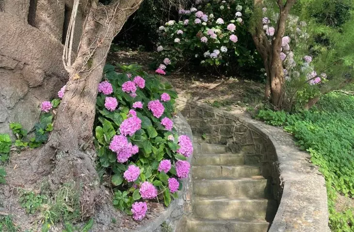 Hydrangeas like soil with a slightly acidic reaction