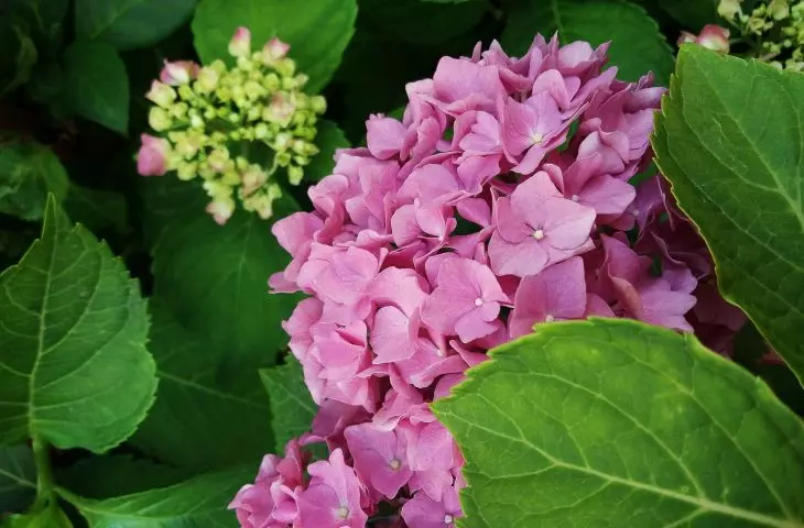Hydrangeas are relatively easy to grow
