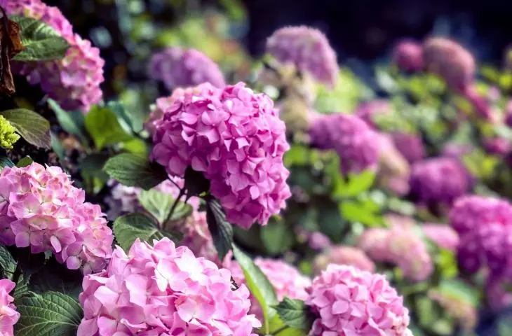 To get pink hydrangea flowers, the soil should be alkaline