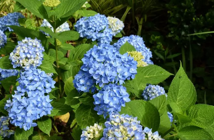 Nutrient deficiency can cause lack of growth and yellowing of garden hydrangea leaves
