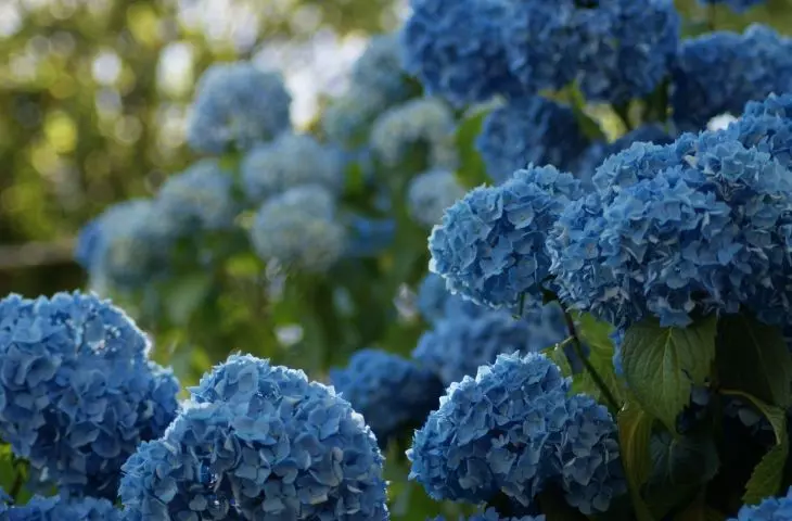 Special fertilizers for hydrangeas will help produce flowers with more intense shade