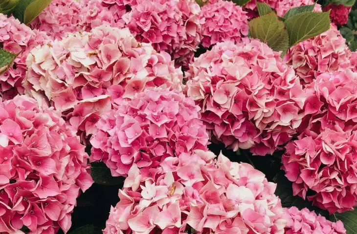 Hydrangeas need proper frost protection