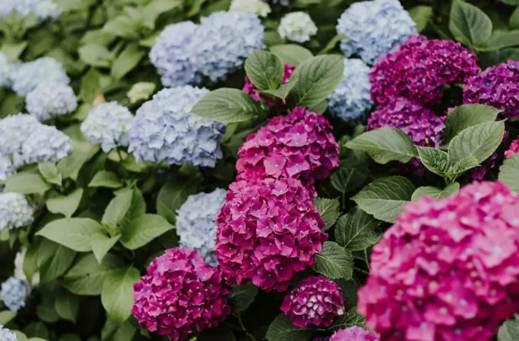 To make hydrangeas bloom abundantly, it is worth fertilizing them from spring until the end of summer