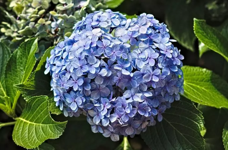 Acidic soil is needed for blue flowers 