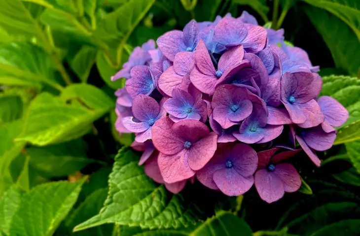 Hydrangeas delight with large, colorful inflorescences
