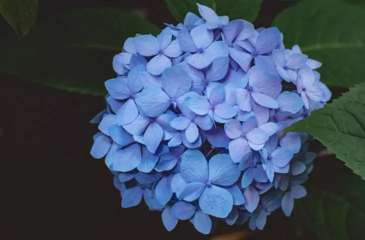 Hydrangeas grow best in semi-shaded positions