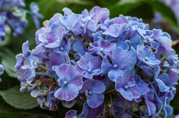 You can use special fertilizers designed for hydrangeas