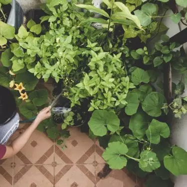 Watering plants in the morning and evening will reduce water evaporation
