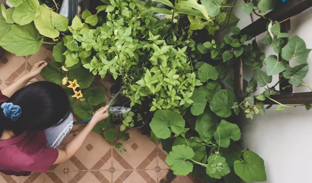 Watering plants in the morning and evening will reduce water evaporation