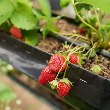 You can successfully grow strawberries and strawberries on your balcony