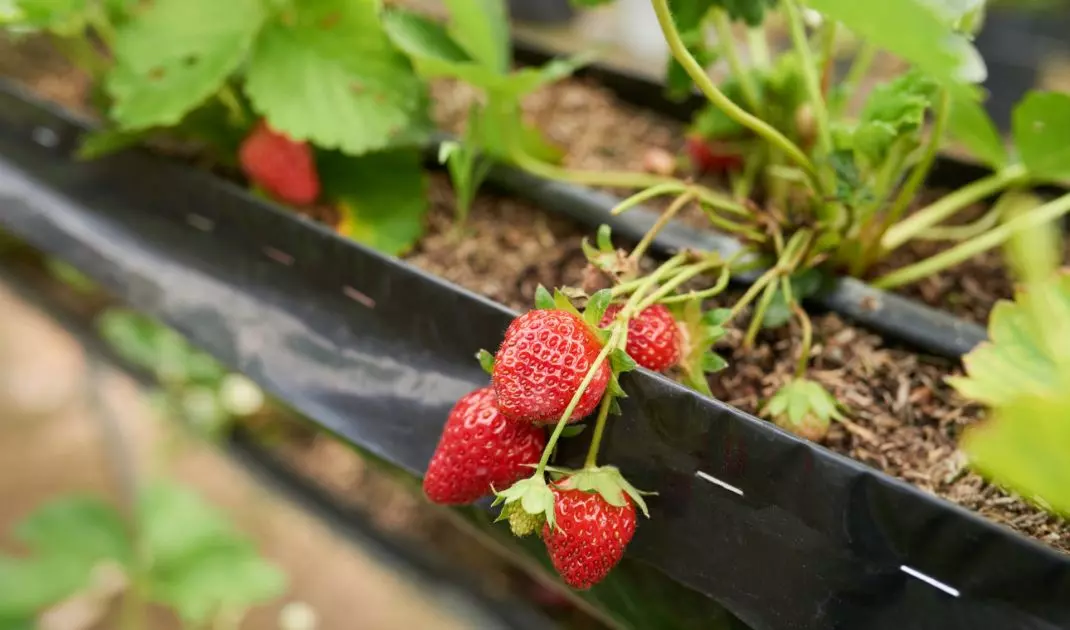 You can successfully grow strawberries and strawberries on your balcony