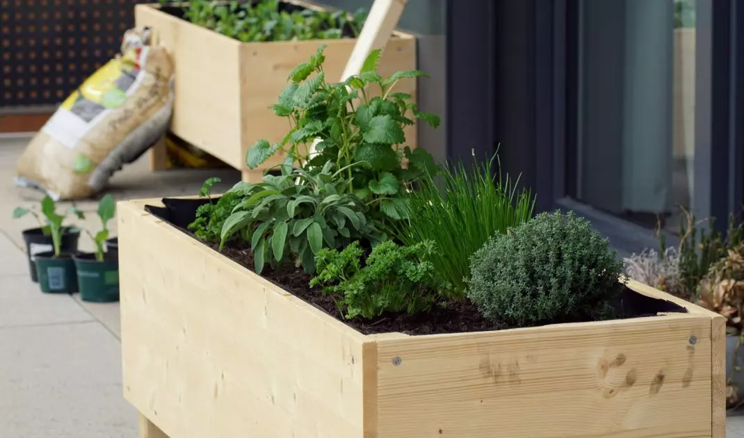 You can plant aromatic herbs in boxes
