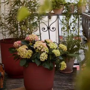 Hydrangea in an elegant pot will be a perfect decoration for the balcony