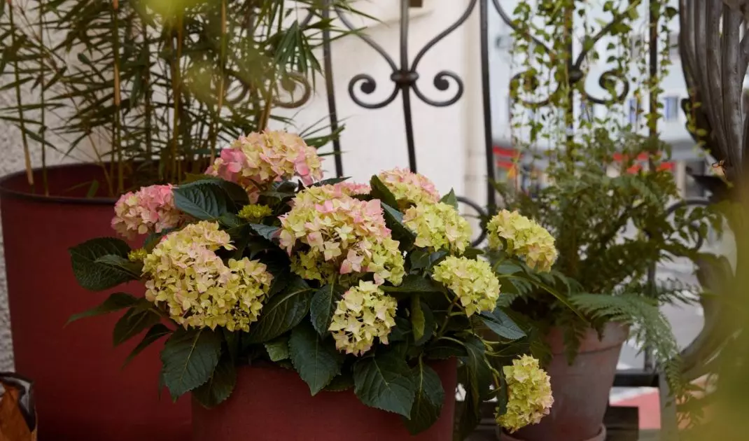 Hydrangea in an elegant pot will be a perfect decoration for the balcony