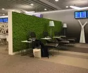 Green moss walls and vertical gardens. A space bathed in greenery