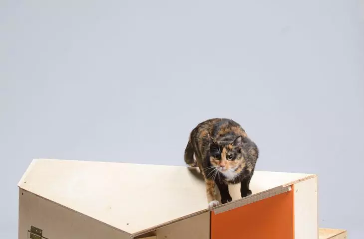 Catsteria