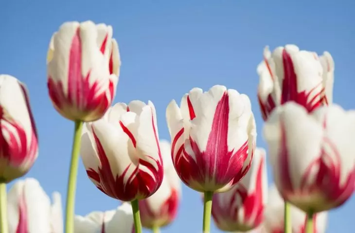 Rembrandt Tulips