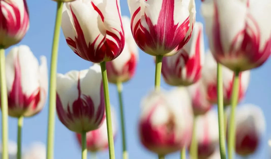 Tulipany Rembrandt