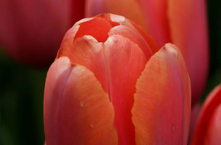 Tulipan Princess Irene
