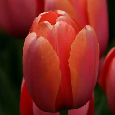 Tulip Princess Irene