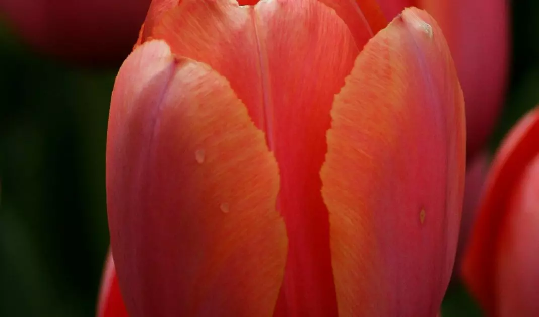 Tulip Princess Irene