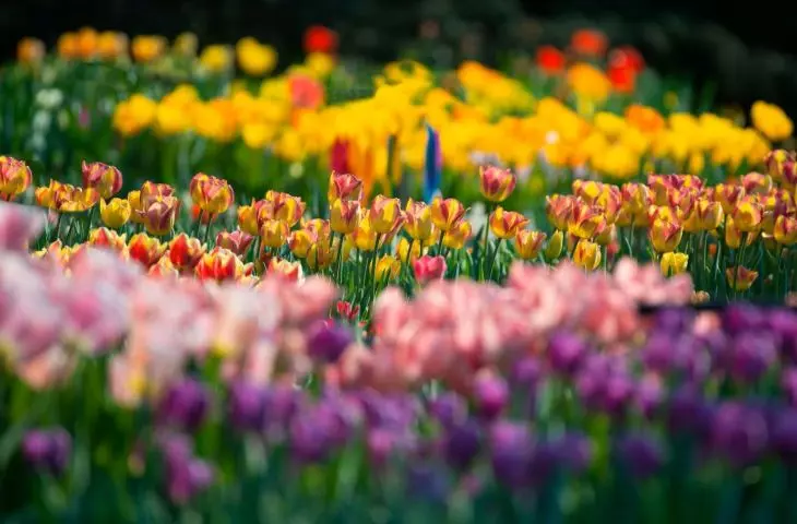 Tulips delight with a variety of colors and shapes