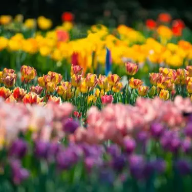 Tulipany zachwycają różnorodnymi kolorami i kształtami
