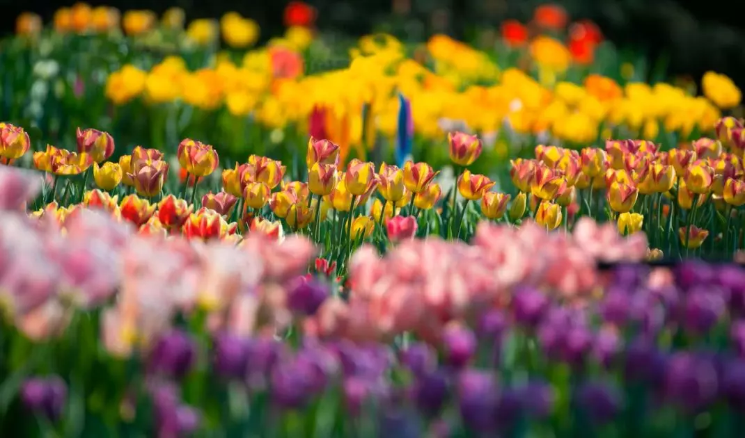 Tulips delight with a variety of colors and shapes