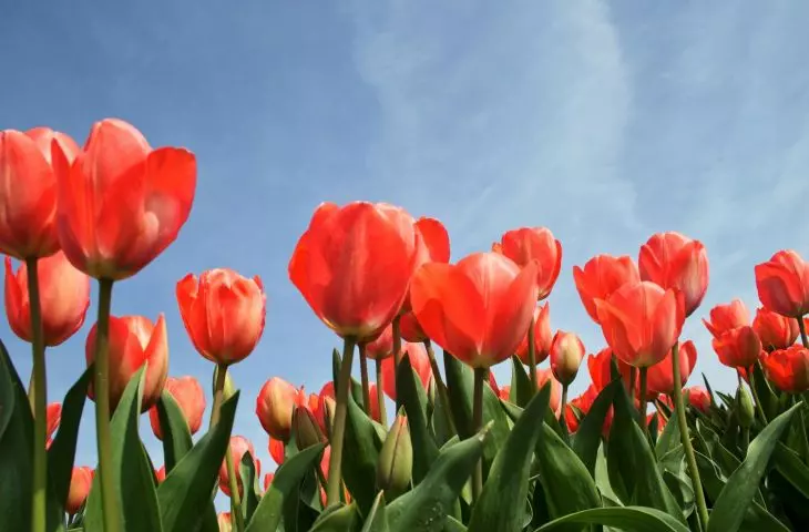 Store bulbs after flowering in a dry, dark and cool place