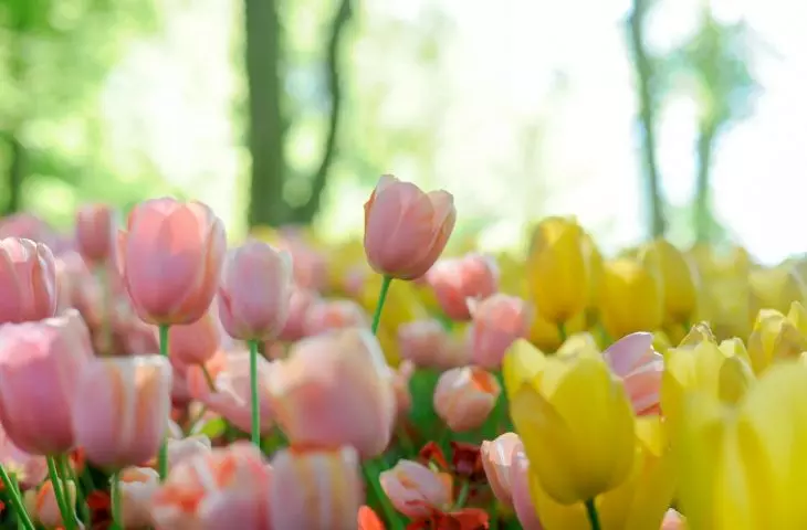 Tulips prefer sunny and slightly shaded places