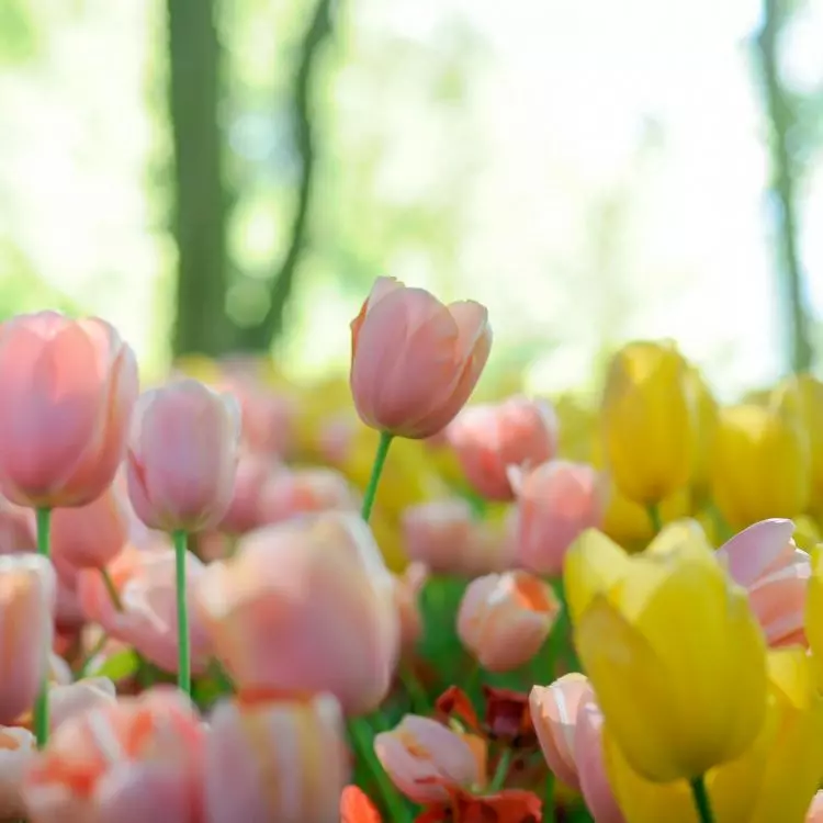 Tulipany preferują słoneczne i lekko zacienione miejsca
