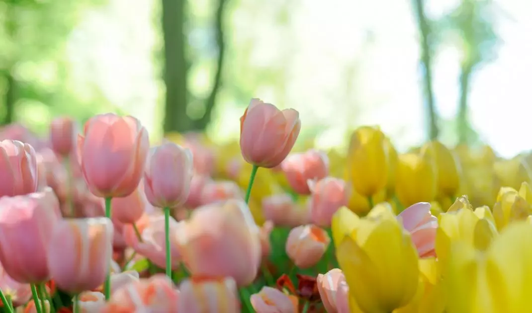 Tulips prefer sunny and slightly shaded places